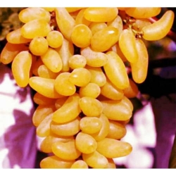 KADIN TIRNAĞI ÜZÜMÜ